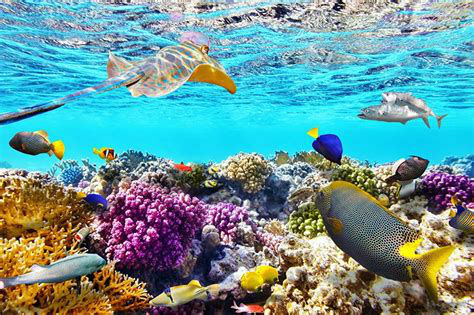 reef